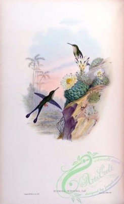 hummingbirds-00197 - spathura scissiura [1563x2560]
