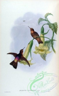 hummingbirds-00210 - aglaeactis caumatonota [1590x2560]