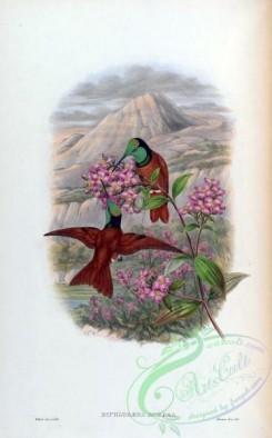 hummingbirds-00224 - diphlogaena aurora [1593x2560]