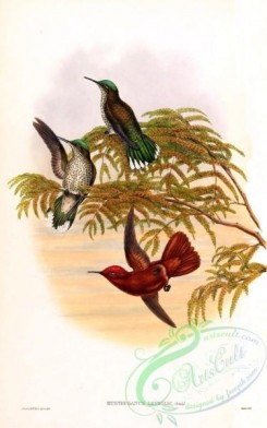 hummingbirds-00227 - eu8tephanu8 leyboldi [1600x2556]