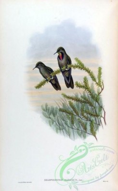 hummingbirds-00251 - rhamphomicron olivaceum [1590x2560]