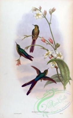 hummingbirds-00256 - sparganura glyceria [1590x2560]