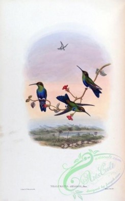 hummingbirds-00259 - thalurania jelskii [1588x2560]