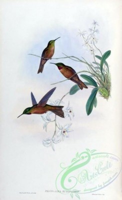 hummingbirds-00340 - phaiolaima rubinoides [1563x2560]