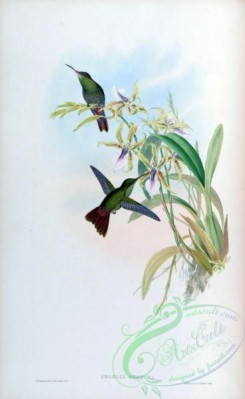 hummingbirds-00356 - amazilia reifferi [1571x2560]