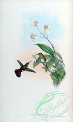 hummingbirds-00383 - erythronota edwardi [1546x2560]