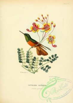 hummingbirds-00454 - clytolaema matthewsi [2545x3574]