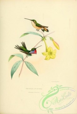 hummingbirds-00500 - manilia pulchra [2443x3627]