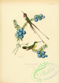 hummingbirds-00512 - Peruvian Sheartail [2545x3574]
