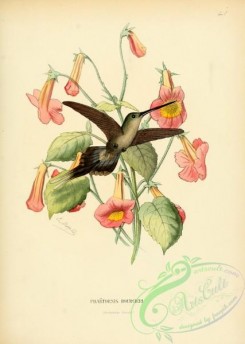 hummingbirds-00517 - phaetornis bourcieri [2545x3574]
