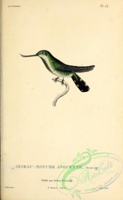 hummingbirds-00593 - ornismya avocetta [2713x4403]