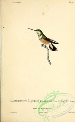 hummingbirds-00610 - ornismya orthura, 2 [2713x4403]