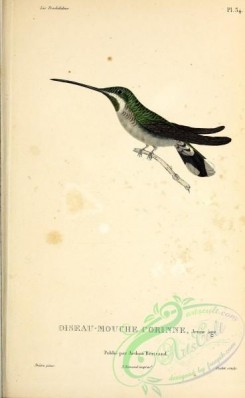 hummingbirds-00615 - ornismya superba [2713x4403]