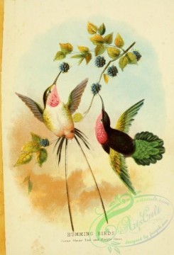hummingbirds-00647 - Coras Shear Tail Hummingbird, Purple Crest Hummingbird [1836x2699]