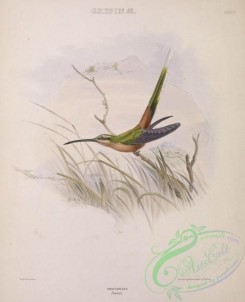 hummingbirds-00674 - Planalto Hermit [2709x3335]