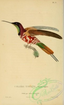hummingbirds-00712 - 003, trochilus pella [2197x3587]