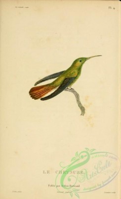 hummingbirds-00739 - b004, ornismya chrysura [2197x3587]