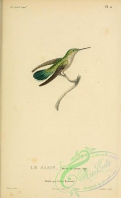 hummingbirds-00746 - b011, Allen's Hummingbird [2197x3587]