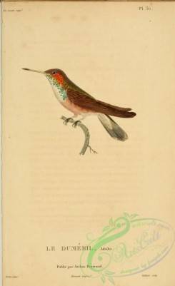hummingbirds-00771 - b036, ornismya dumerilii [2197x3587]