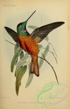 hummingbirds-00793 - Blue-throated Star Frontlet Hummingbird [2200x3409]