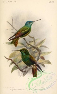 hummingbirds-00937 - Agyrtria- Amazilia Keulemans [852x1397]