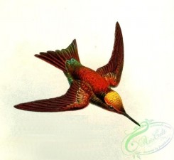 hummingbirds-00938 - Chlorostilbon alice micans Keulemans [692x634]