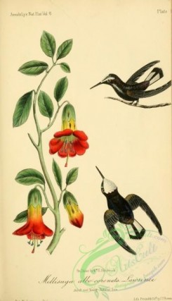 hummingbirds-00965 - Snowcap Hummingbird [1985x3459]