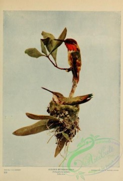 hummingbirds-00983 - Allen's Hummingbird, selasphorus alleni