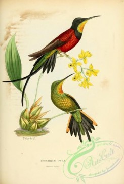 hummingbirds-01045 - trochilus pyra