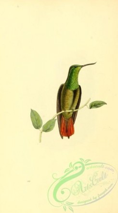 hummingbirds-01091 - Fiery-tailed Awlbill, trochilus recurvirostris