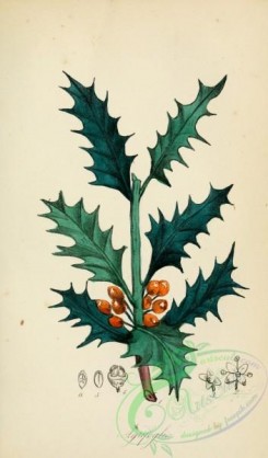 ilex-00005 - hilex aquifolium