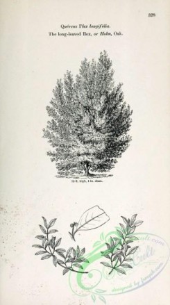 ilex-00017 - Long-leaved Ilex or Holm Oak