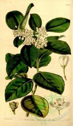 ilex-00038 - 4079-ilex platyphylla, Broad-leaved Canarian Holly