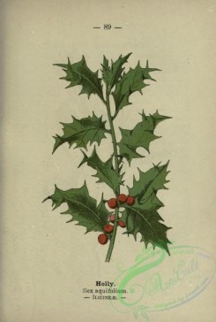 ilex-00056 - Holly, ilex aquifolium