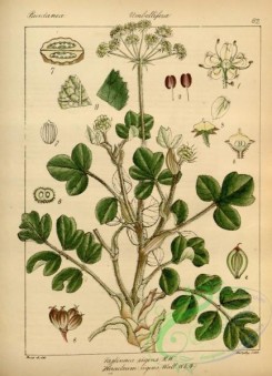 indian_plants-00075 - pastinaca rigens, heracleum rigens