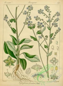 indian_plants-00124 - cynoglossum fureatum