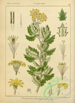 indian_plants-00129 - doronicum lessingianum