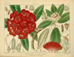 indian_plants-00178 - rhododendron arboreum roseum