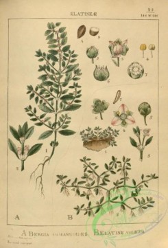 indian_plants-00220 - bergia ammannoides, elatine ambigua