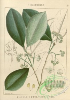 indian_plants-00227 - carallia ceylanica
