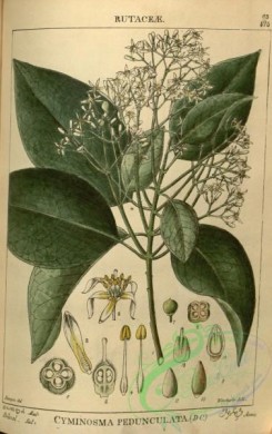 indian_plants-00238 - cyminosma pedunculata