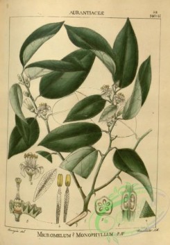 indian_plants-00275 - micromelum monophyllum