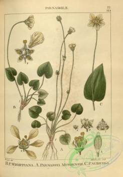 indian_plants-00286 - parnassia mysornsis, parnassia wightiana, parnassia nubicola