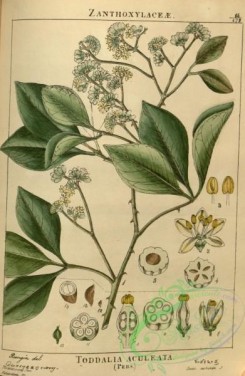 indian_plants-00307 - toddalia aculeata