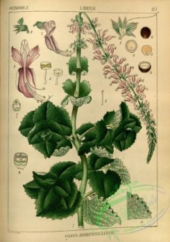 indian_plants-00333 - coleus aromaticus