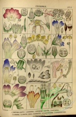 indian_plants-00339 - didymocarpus, jerdonia, epithema, klugia, isanthera, loxonia, oxotis, baea, lysinotus, playtystemma, aeschynanthus, streptocarpus