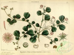 indian_plants-00345 - glinus trianthemoides