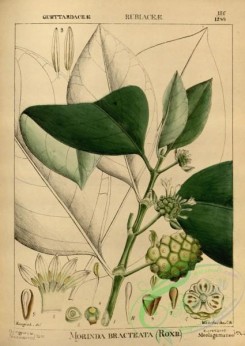 indian_plants-00367 - morinda bracteata