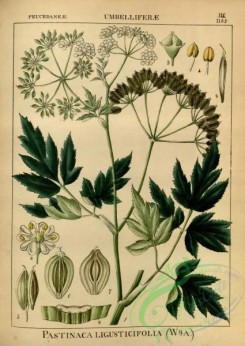 indian_plants-00377 - pastinaca ligusticifolia