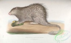 indian_zoology-00015 - 015-Tufted Tailed Porcupine, hystrix fasiculata